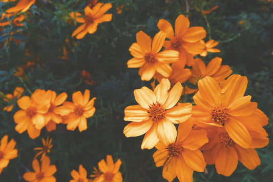 Le journal de gratitude pour enfants : un guide pour les parents